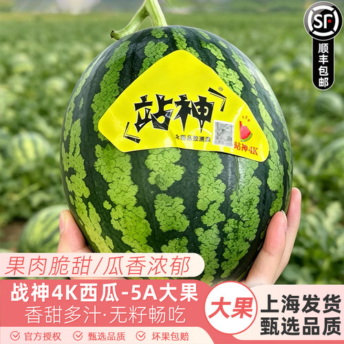 甘美4K站神西瓜战神无籽无核肉质紧实脆甜爽口海南产顺丰快递