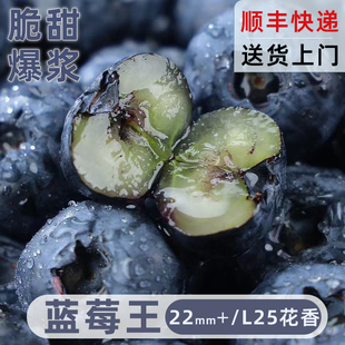 包邮 沃L25 水果枝l整特大果怡佳颗冠 云南花香高山蓝莓新鲜果应当季