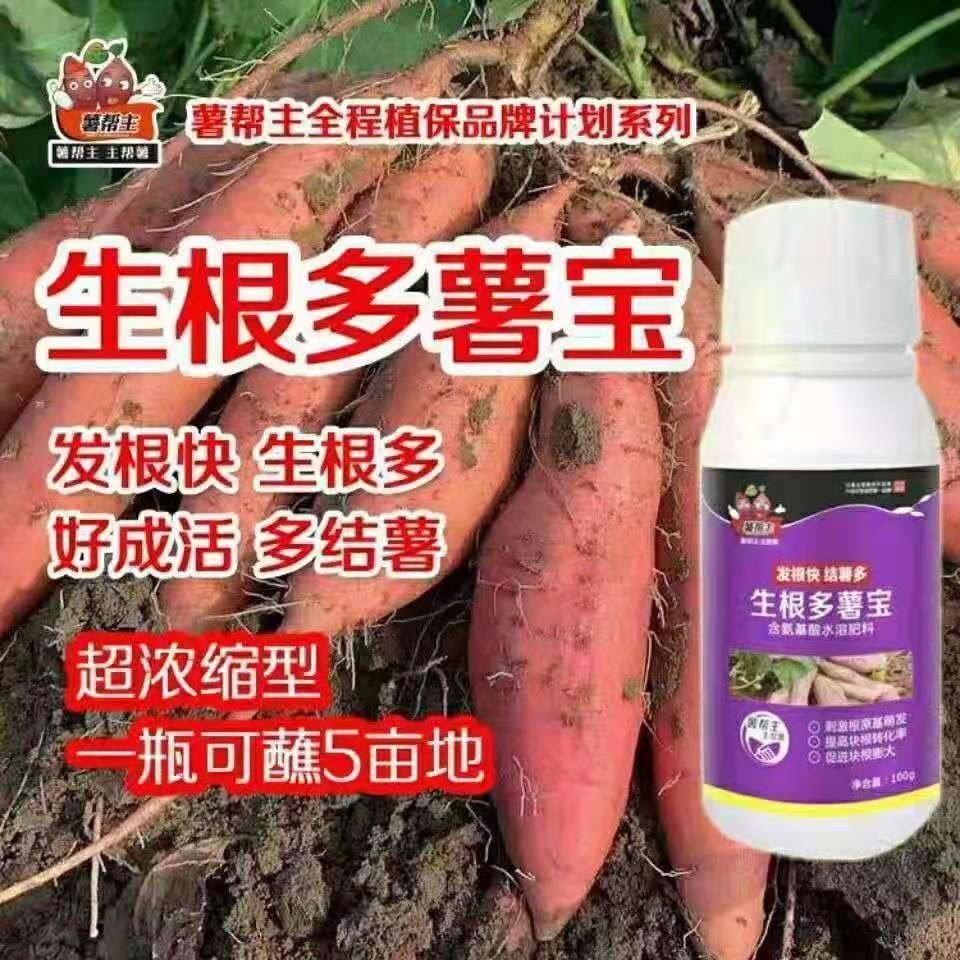 薯帮主 生根多薯宝 超磷钾 叶面肥 氨基酸膨 薯肥生套装 吨薯宝