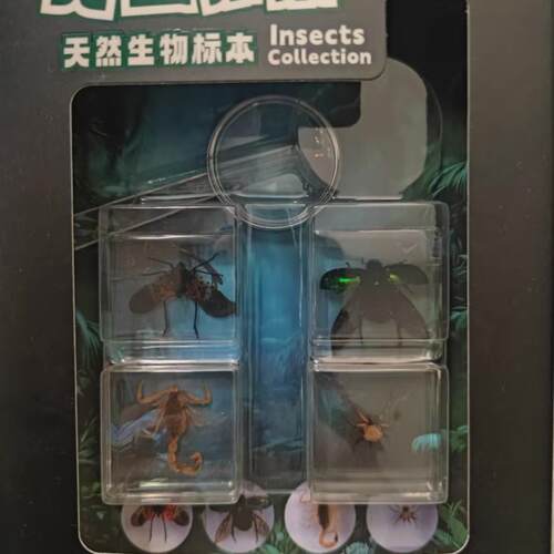 天然现生动物昆虫标本-树脂掩埋