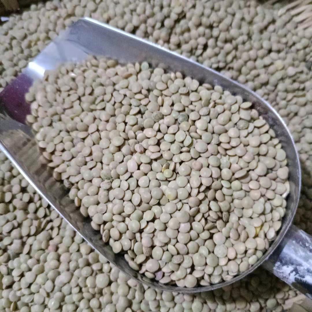 云南昭通金豌豆凉粉材料食用鸡豆扁豆可发豆芽农家自种1000克包邮