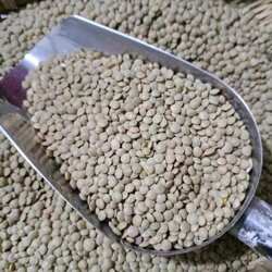 云南昭通金豌豆凉粉材料食用鸡豆扁豆可发豆芽农家自种1000克包邮