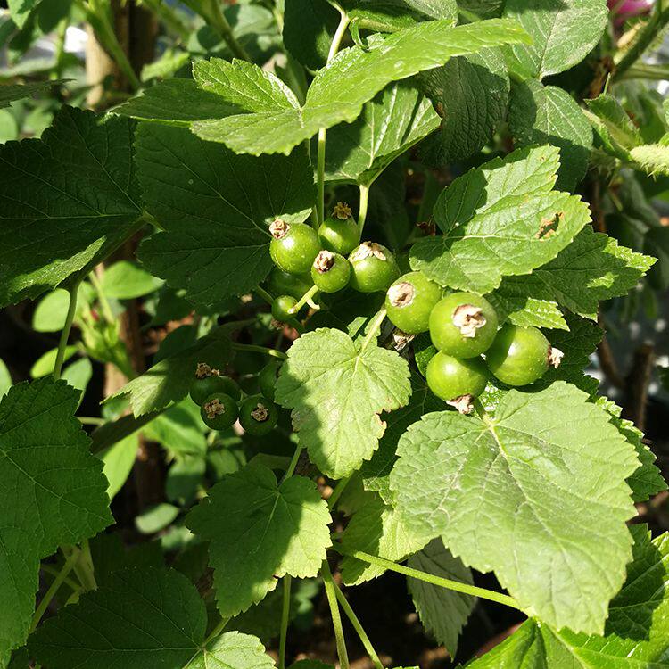 黑加仑树苗黑加仑树葡萄苗南方种植带土葡萄苗地栽盆栽果树苗