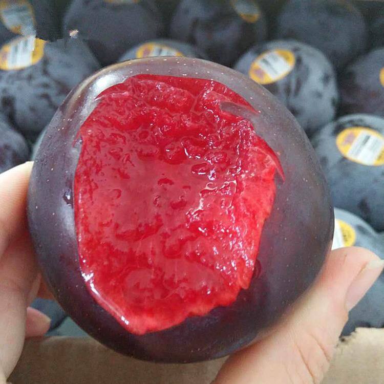 美人醉李子树苗南方北方种植盆栽地栽果树嫁接蜂糖李子苗当年结果