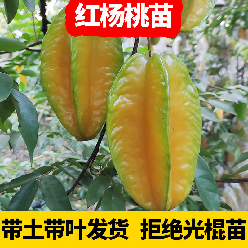 台湾杨桃树果苗四季红心甜杨桃嫁接苗南方种植当年结果果树果苗