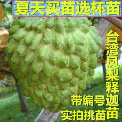 台湾凤梨释迦果树苗 佛陀果 番荔枝 蜜释迦 佛头果 果树苗 嫁接苗