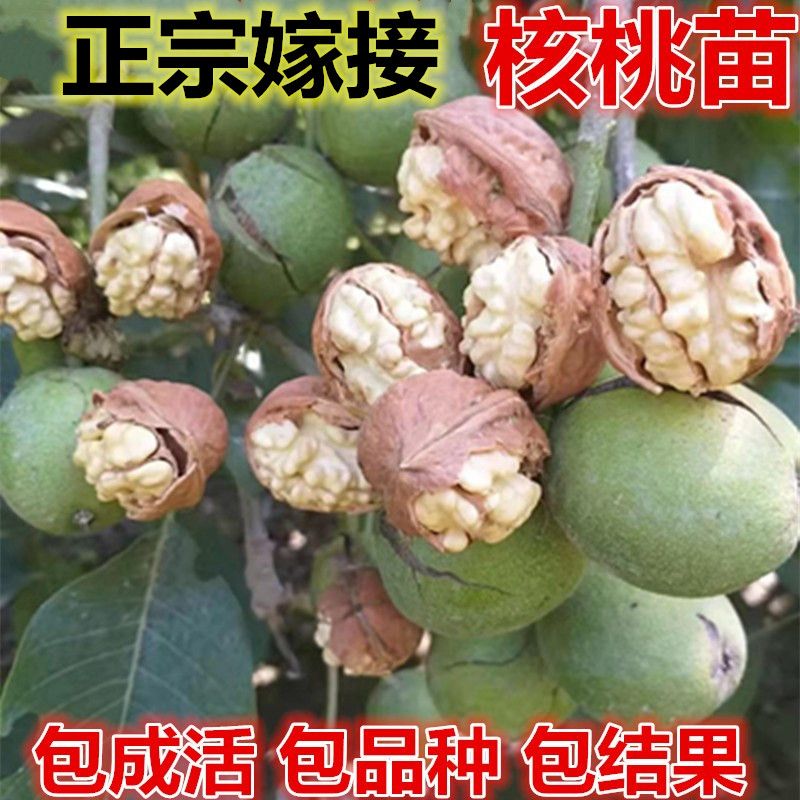 核桃苗8518嫁接苗薄皮核桃树幼苗南方北方种植当年结果四季果树苗