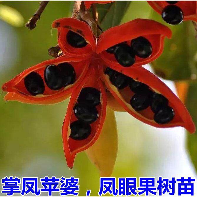 凤眼果苗 掌风苹婆苗 坚果 富贵子当年结果带土带叶子