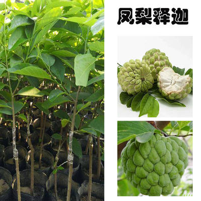 特大台凤梨释迦果苗南方种植盆栽庭院释迦嫁接树苗番荔枝当年挂果