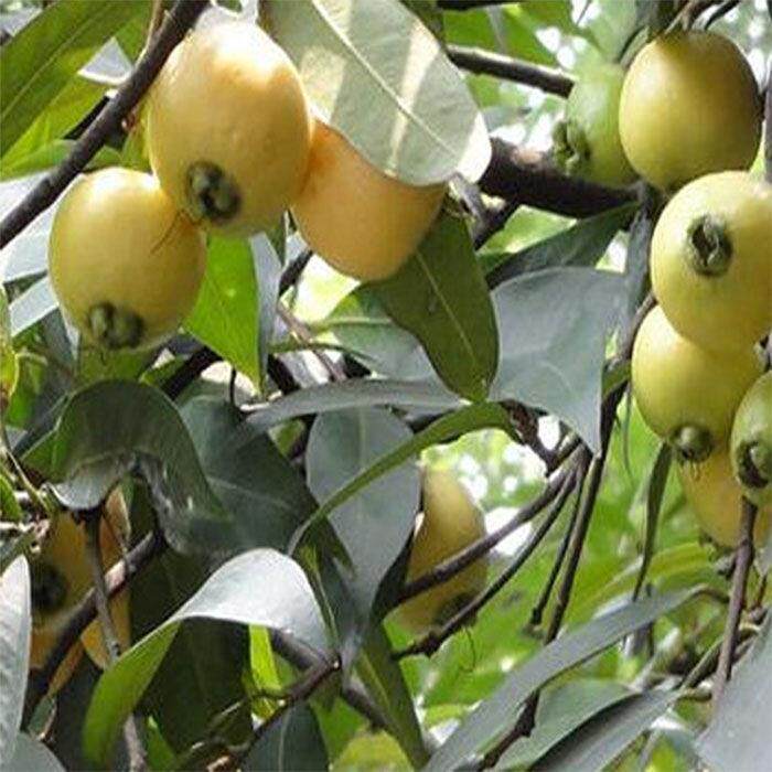 进口稀有果树 罗浮山蒲桃树 海南蒲桃苗,水蒲桃树苗 南北方盆栽