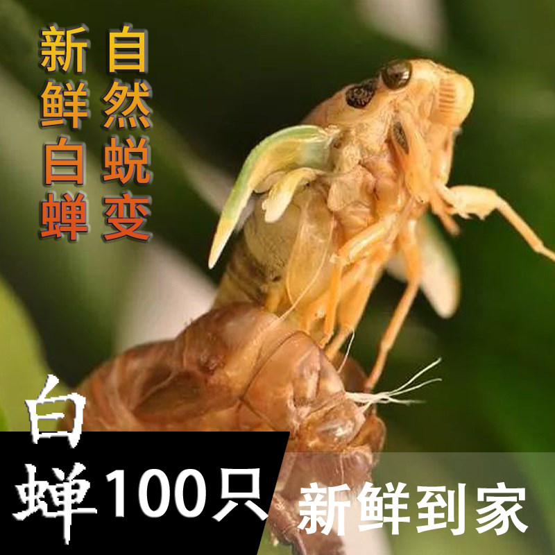 现货金蝉知了猴新鲜2025年爬叉猴唐僧肉蛹白蝉爬拉猴嫩知200只