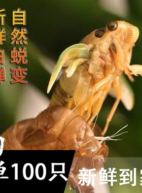 现货金蝉知了猴新鲜爬叉猴唐僧肉蛹白蝉爬拉猴嫩知竹蝉