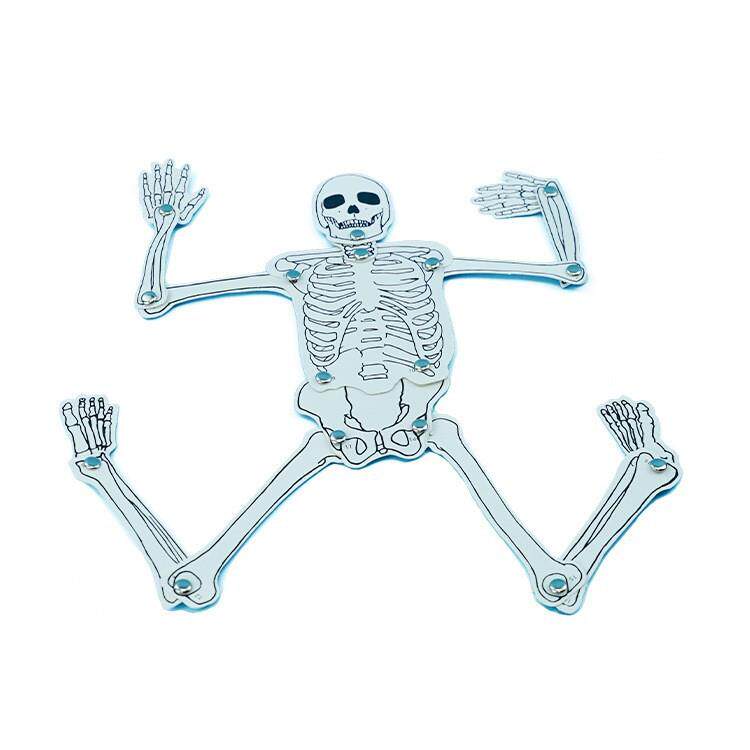 科技小制作科学小实验diy材料幼儿小学认识身体人体认知人体骨骼