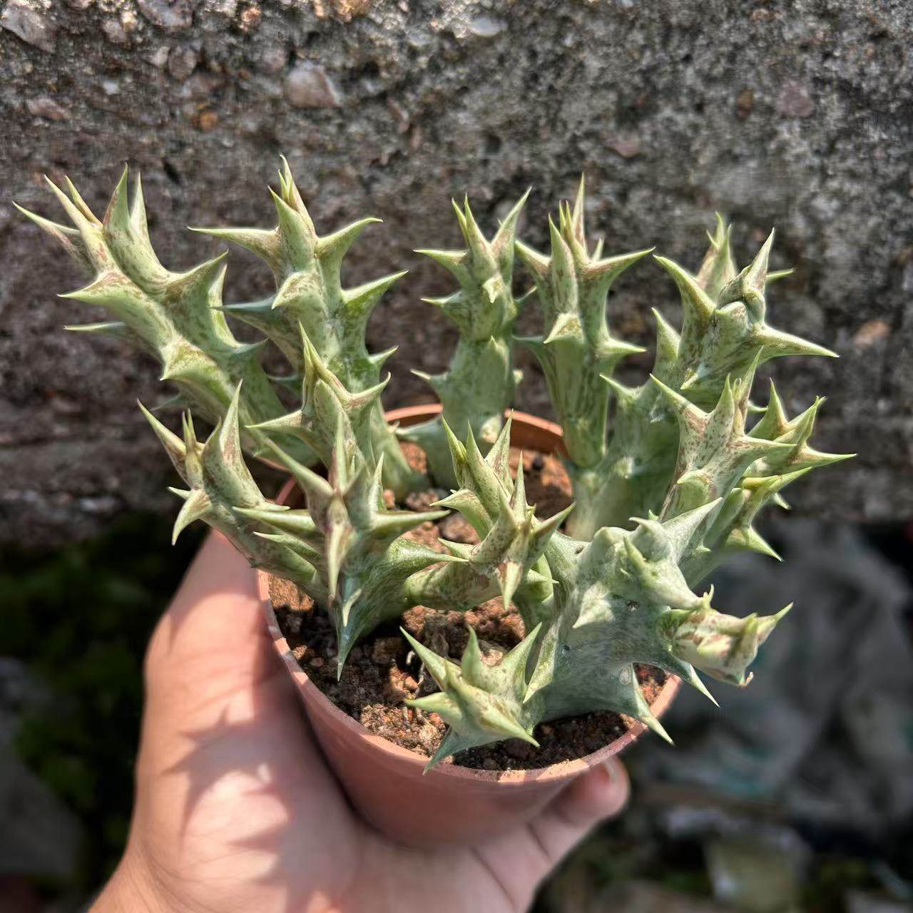 紫龙角萝藦科水牛角属开花多肉植物奇趣美观盆栽新手套餐桌面花卉