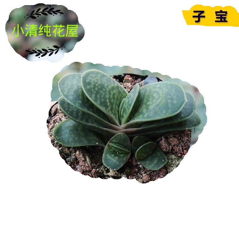 子宝多肉价格 子宝多肉图片 星期三