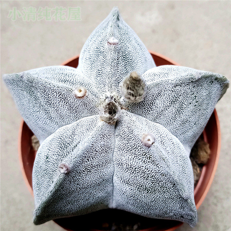 开花实生仙人球多肉植物盆栽图片
