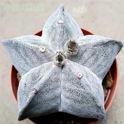 小清纯花屋开花实生仙人球多肉植物盆栽绯花玉鸾风玉新天地套餐