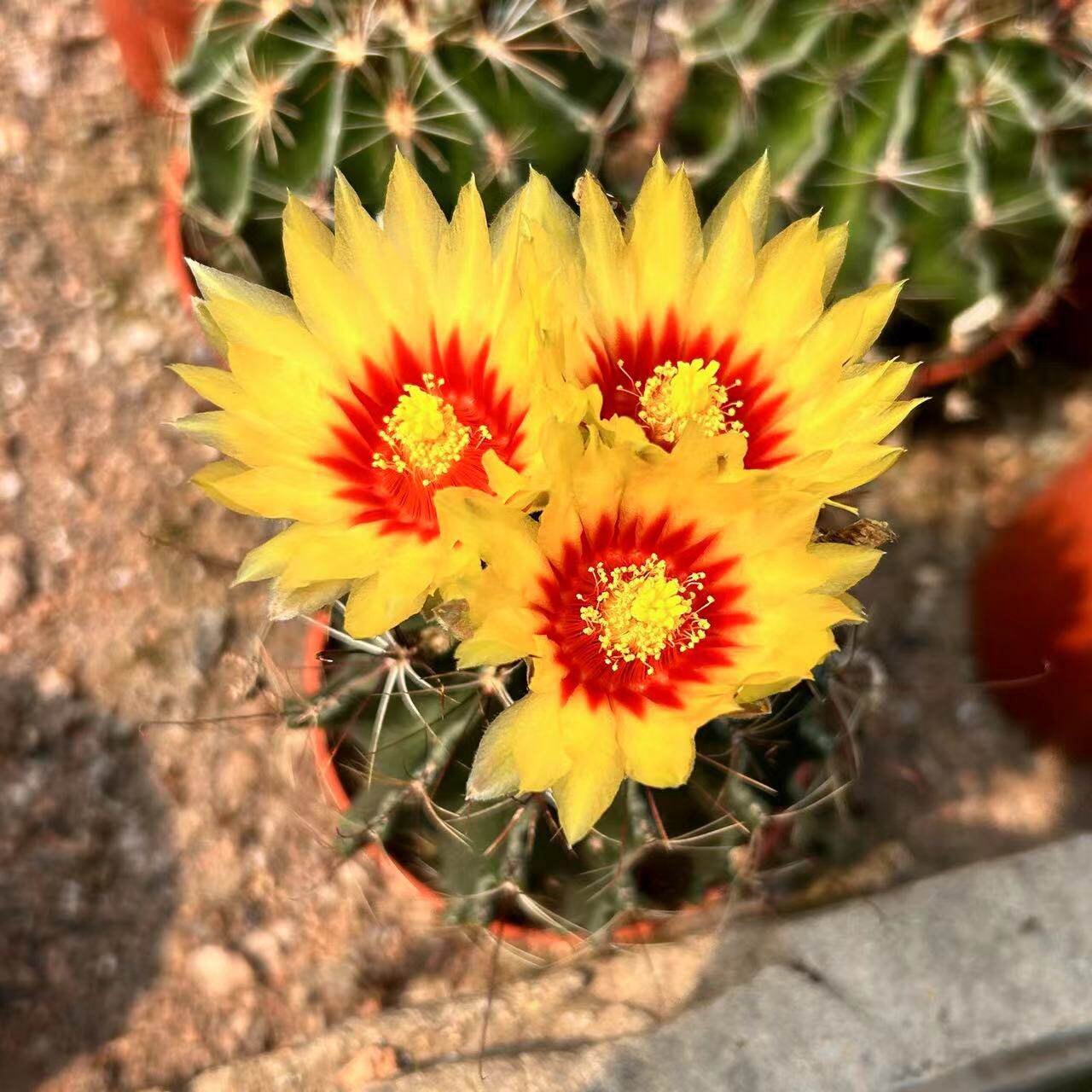 龙王丸仙人球实生球仙人掌左右旋长钩球属黄色大花室内防辐射绿植