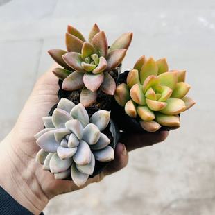 黄丽铭月淡雪多肉植物盆栽组合室内桌面小盆栽带盆多品种迷你绿植