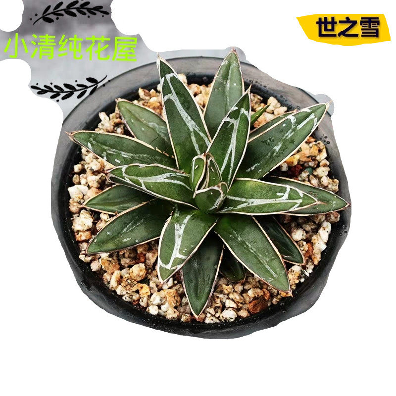 龙舌兰之雪多少钱 龙舌兰之雪优惠券免费领取 有条鱼