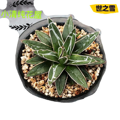 龙舌兰植物相关淘宝优惠券信息 哪个牌子的龙舌兰植物好以及优惠价格 聚宝网