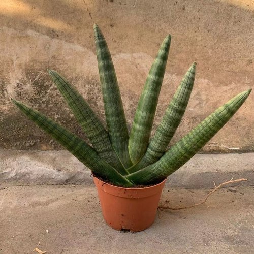 招财佛手棒叶虎皮兰多肉植物