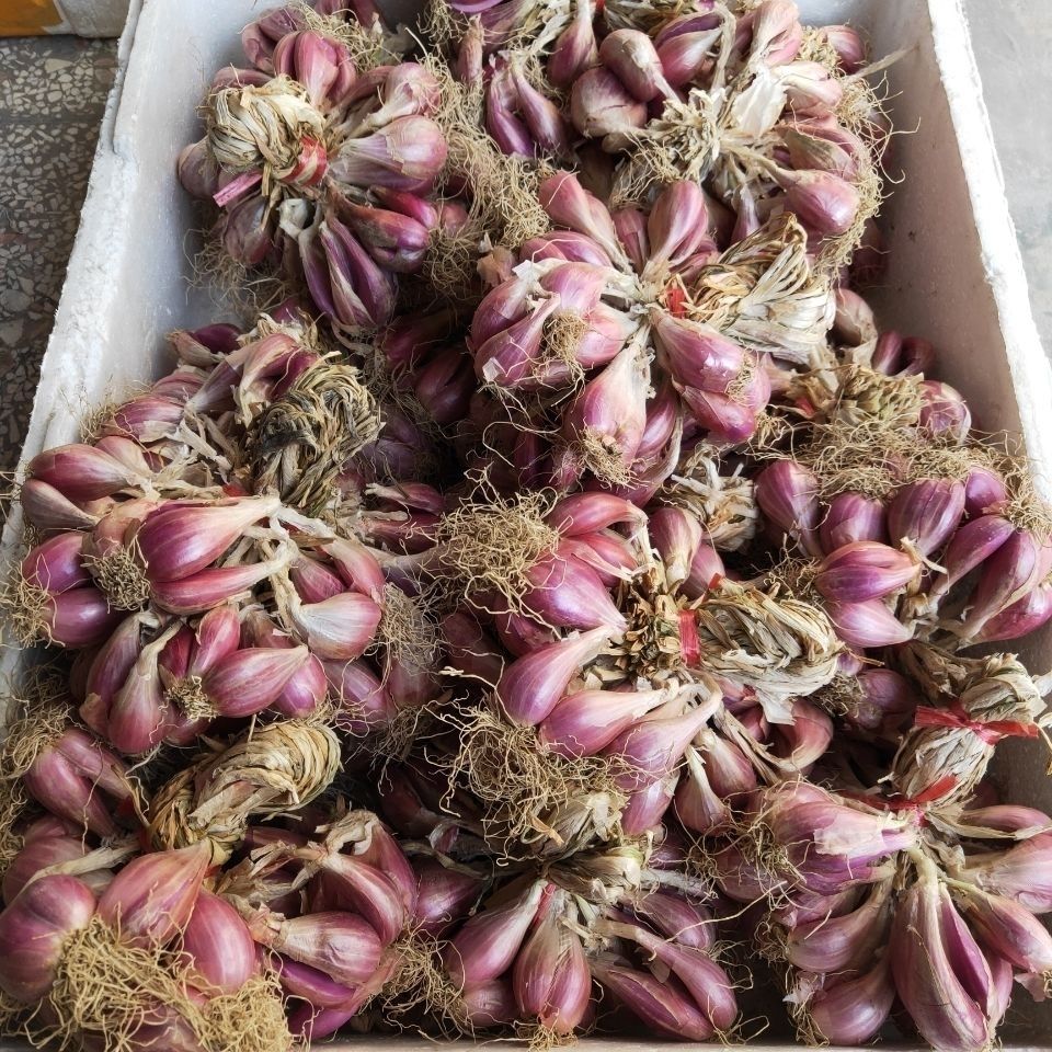 正宗广东红葱头商用新鲜蔬菜可种