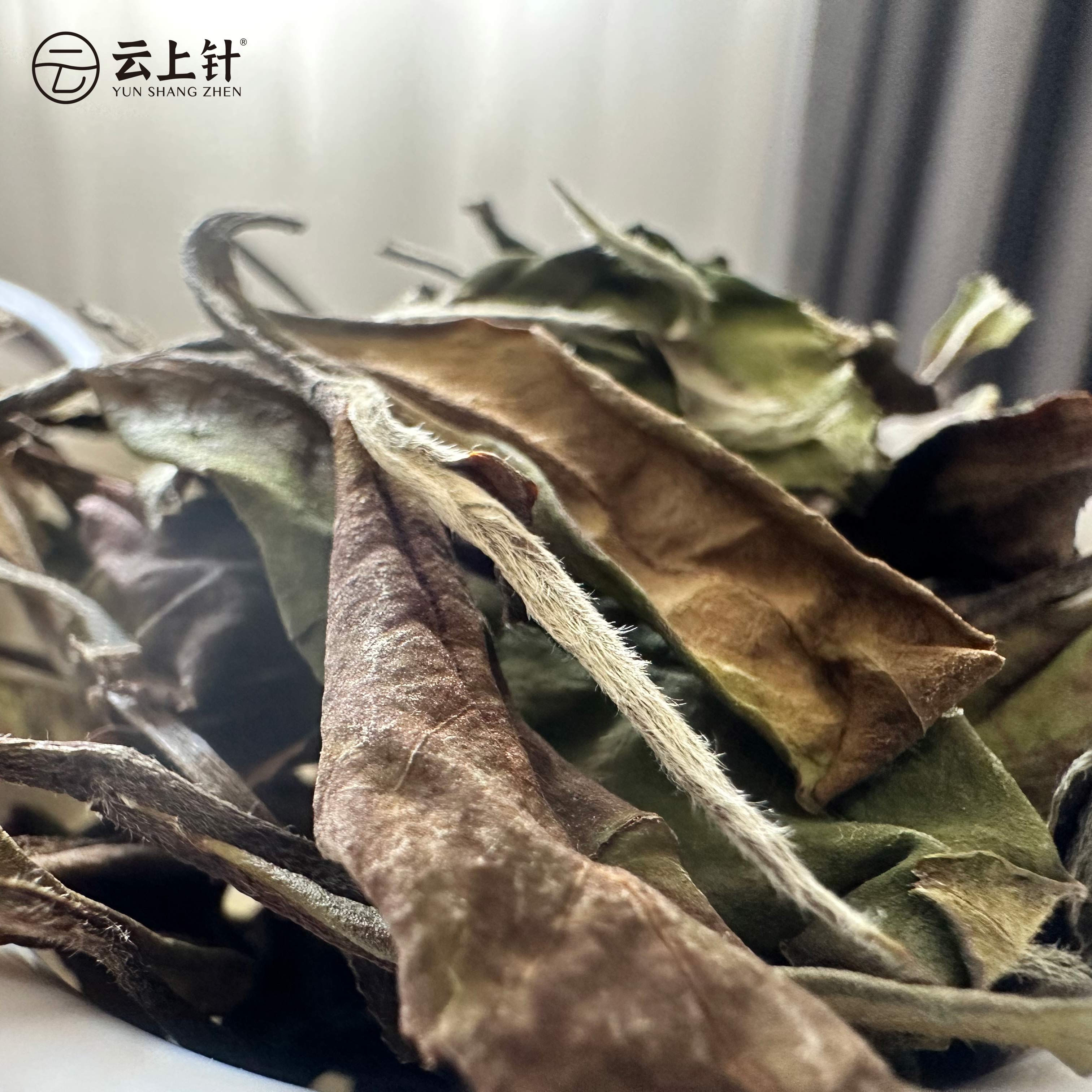 云上针福鼎白茶2021年碳焙秋白露500g（寒露茶）