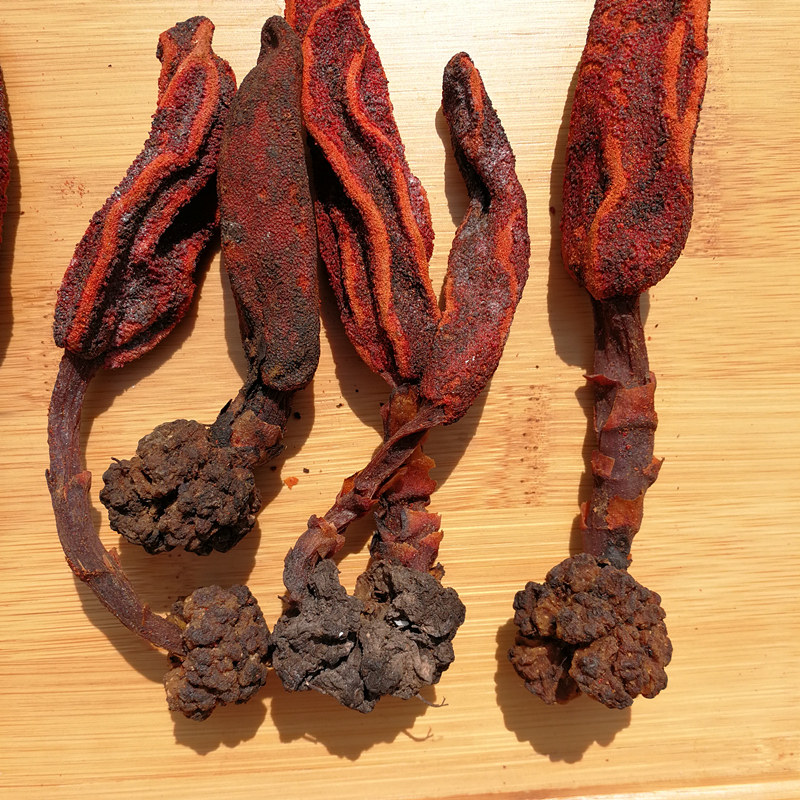 回春草云南顶天柱不老草男性泡酒料可搭锁阳双肾子100克