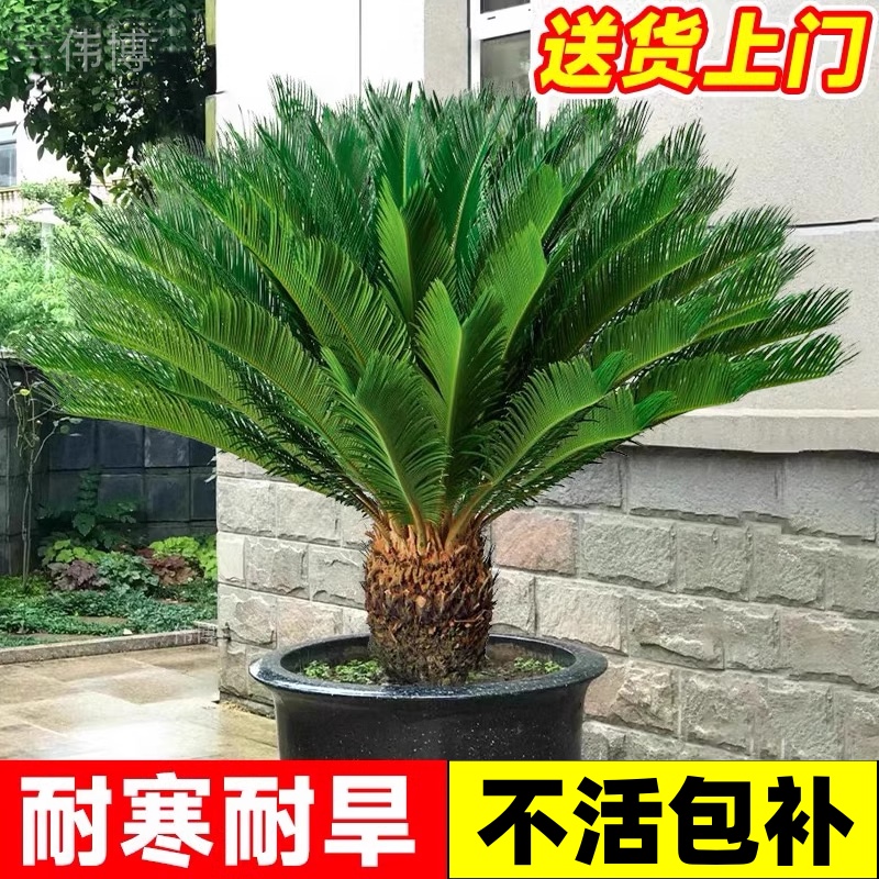 大型铁树盆景室内好养龙铁树