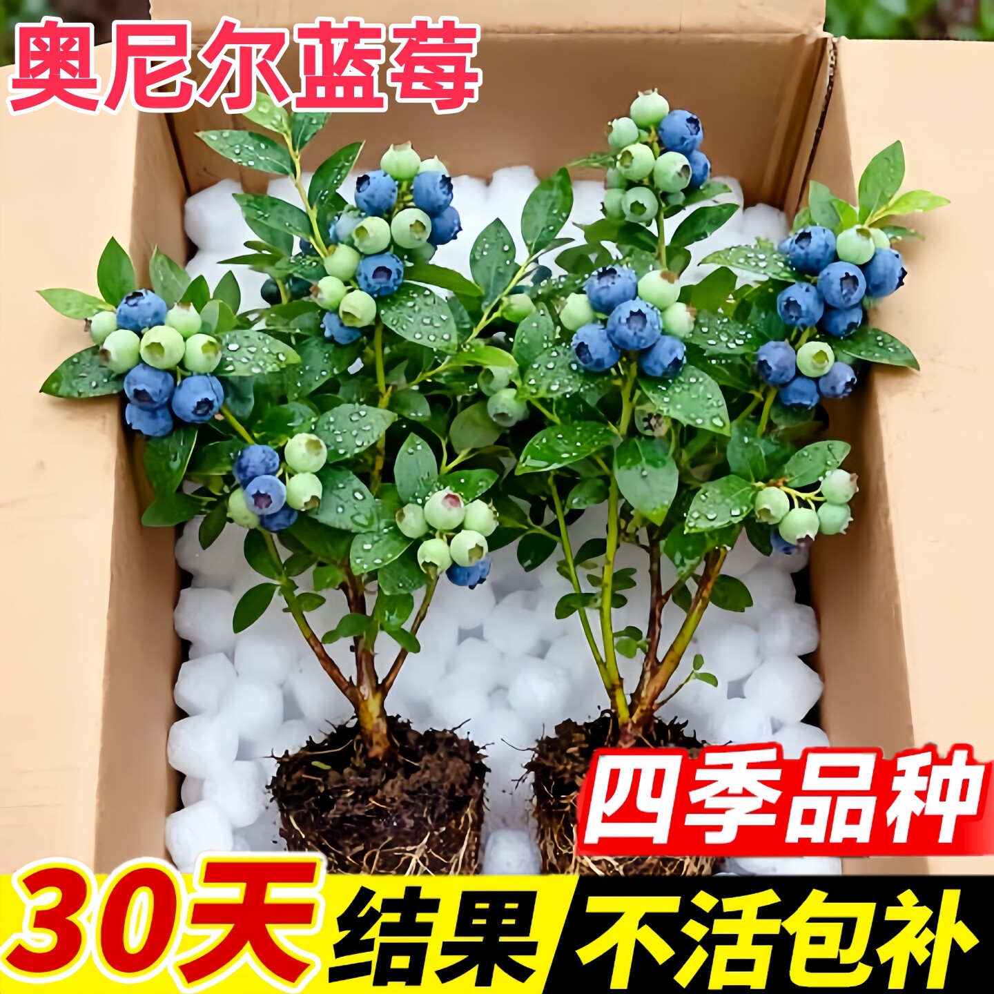 奥尼尔蓝莓树果苗盆栽当年结果室内外阳台庭院果树苗南北方种植