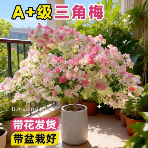 三角梅盆栽带苞老桩耐寒爬藤