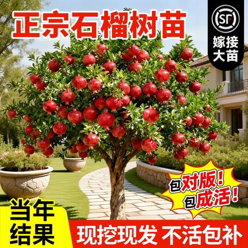 突尼斯软籽石榴树苗当年结果