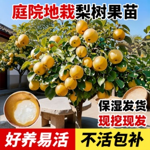 梨树大苗南北方种植秋月梨果苗庭院盆栽地栽果树苗当年结果好养活