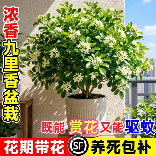 室内驱蚊茉莉花苗盆栽带苞好养
