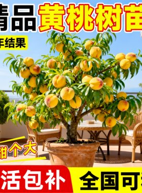 黄桃树嫁接苗当年结果南北可种