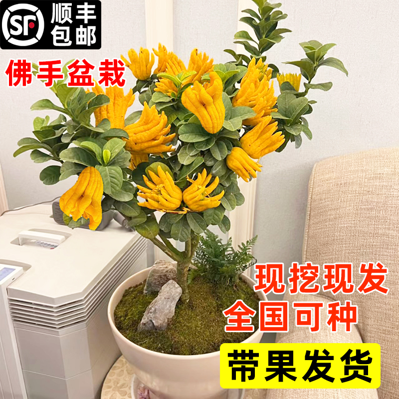 佛手树盆栽苗好养易活庭院种植