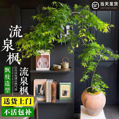 黄金流泉枫老桩盆景禅意好养