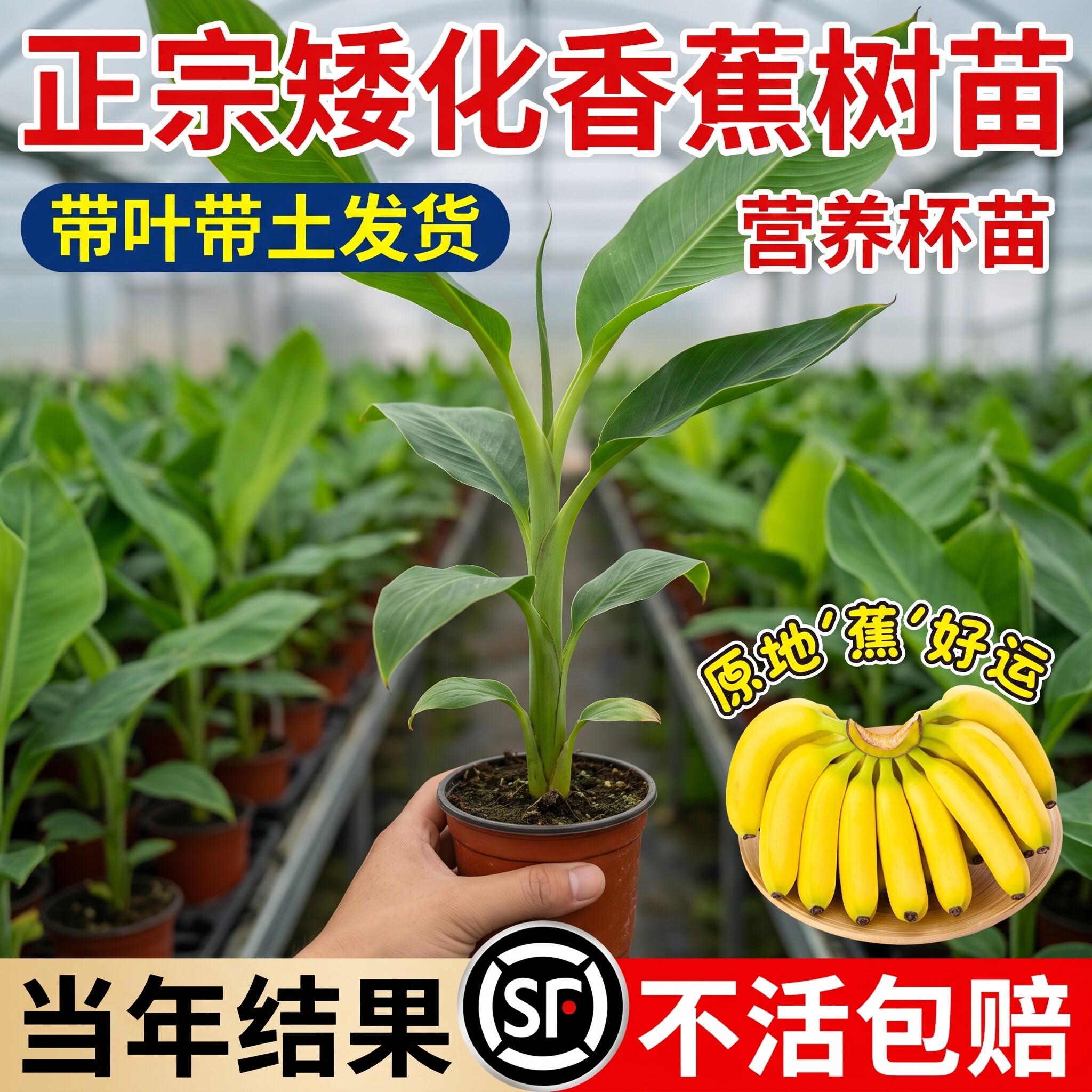 粉蕉矮化耐寒香蕉苗南北方可种图片