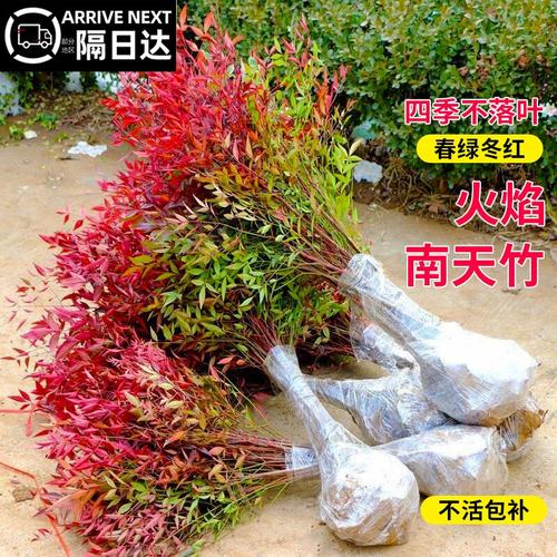 火焰南天竹盆栽客厅树苗植