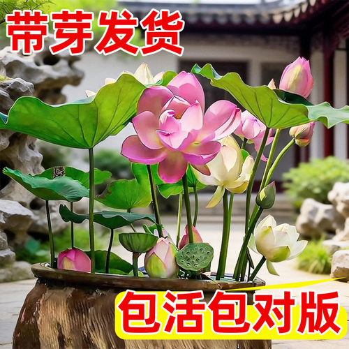 观赏大型荷花藕块池塘水养盆栽