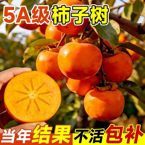 无核脆甜柿嫁接苗南北可种