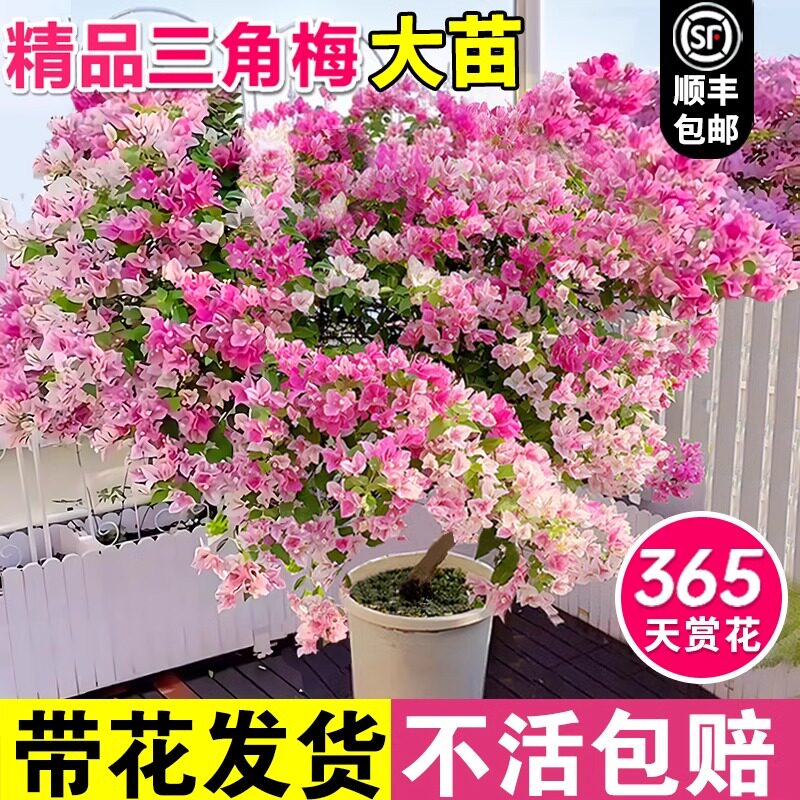 三角梅盆栽重瓣爬藤三角梅花树苗带花绿樱漳红樱老桩四季开花植物
