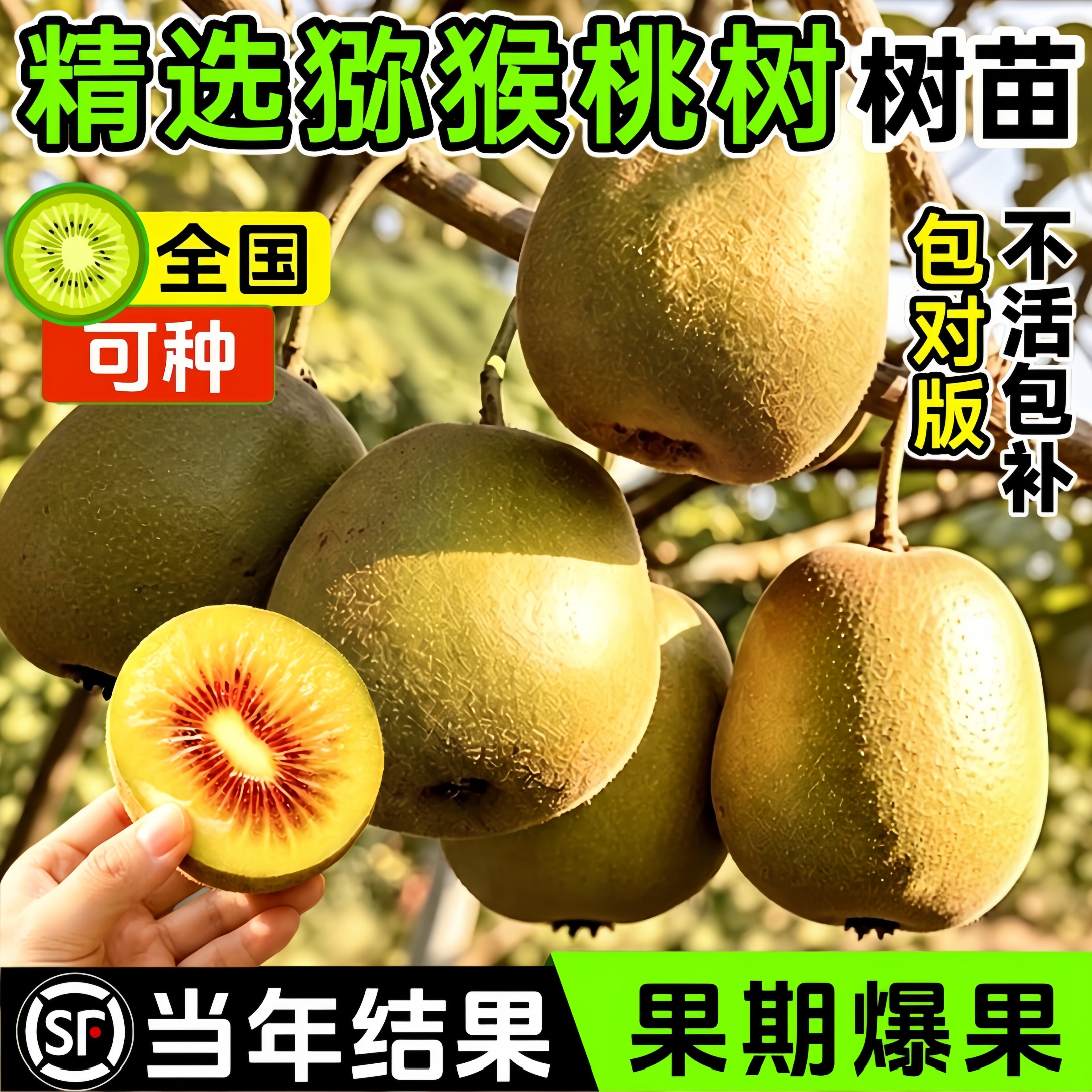 徐香猕猴桃树苗嫁接红心当年结果图片