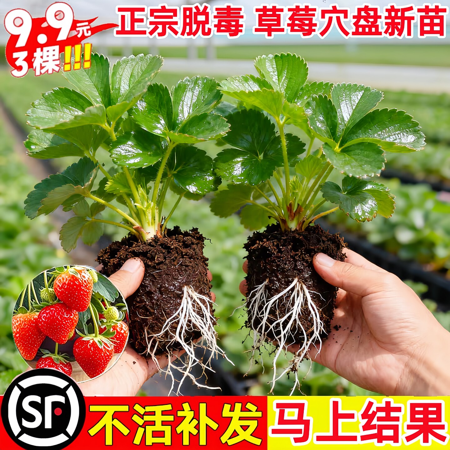 四季结果特大号草莓苗盆栽图片