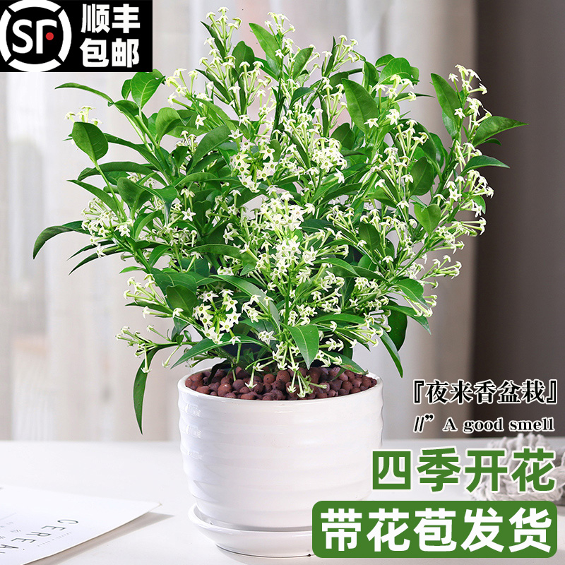 夜来香花树苗盆栽九里香花卉室内阳台驱蚊绿植物鲜花四季开花好养