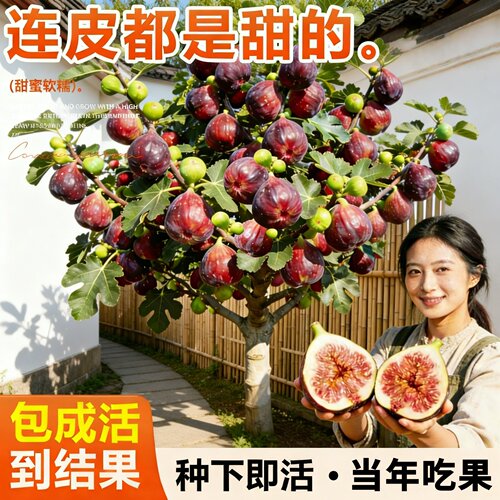 波姬红无花果苗当年结果盆栽地栽