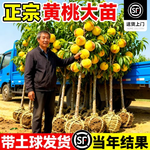 黄桃树苗当年结果嫁接南北可种