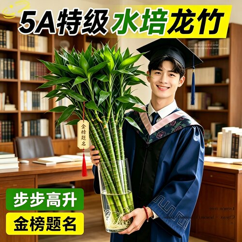 龙竹文昌竹水培带根易养招财