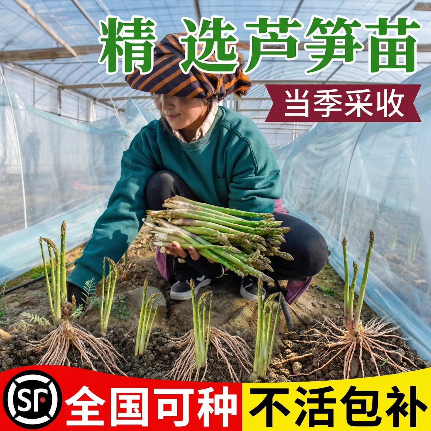 芦笋根苗树苗带土批发老根阳台盆栽庭院四季芦笋根苗芦笋种植种苗